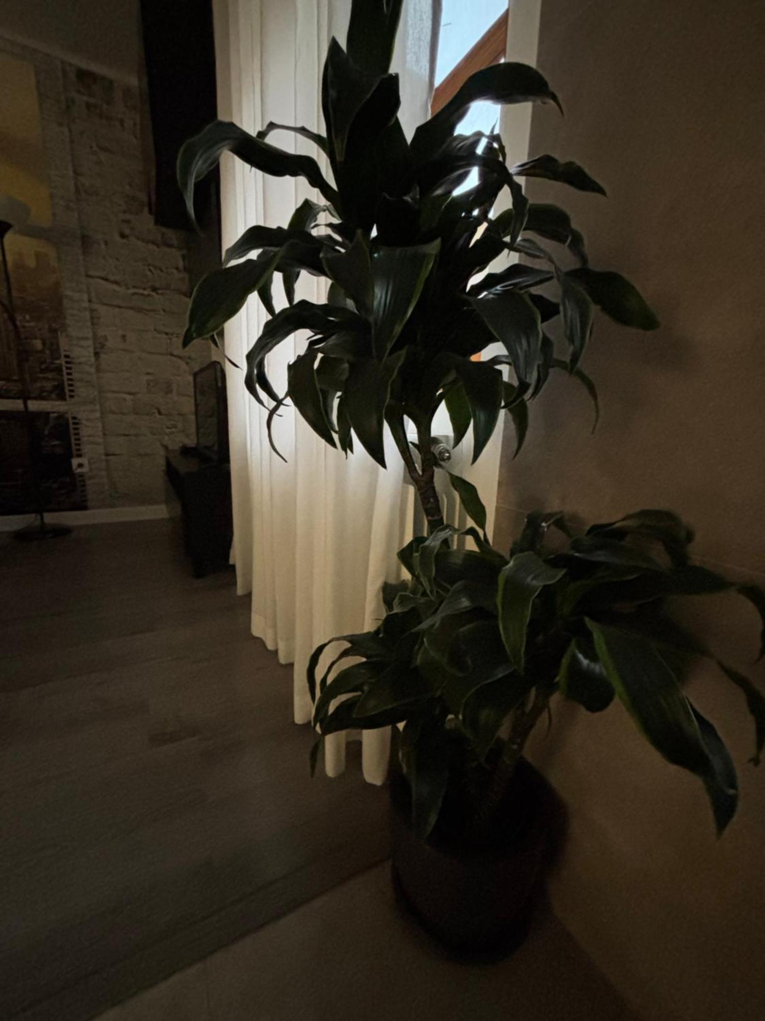 וייאדוליד Apartamento Paula מראה חיצוני תמונה